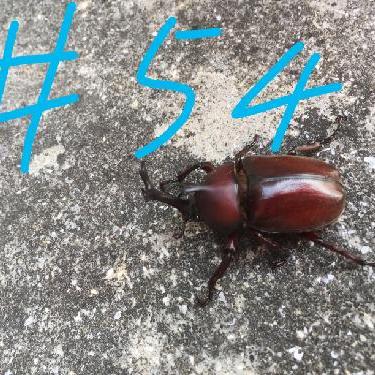 第54回！！おすすめの本