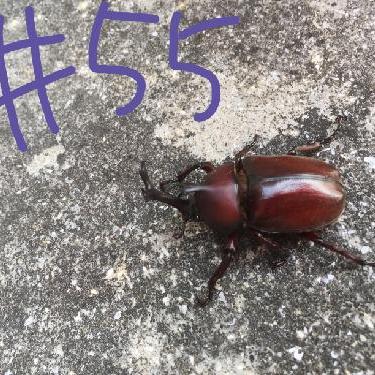 第55回！！おくすり味噌汁（お便り）