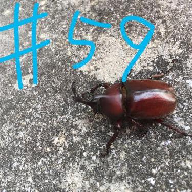 第59回！！おいしかったよ！ドイツ・クリスマスマーケット！