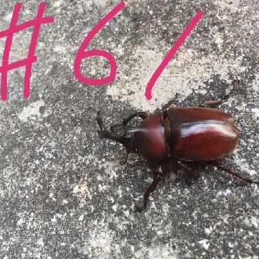 第61！！サンタさん亀もらった（お便り）