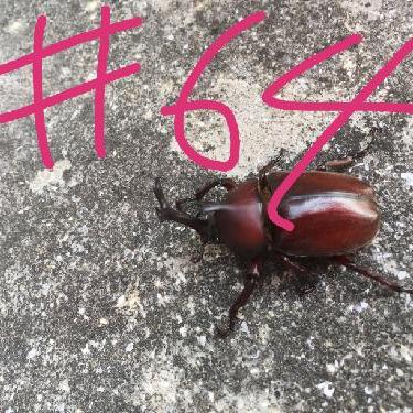 第64回！！私の好きな人に、好きな人がいるんです。