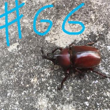 第66回！！りくちゃんの大掃除