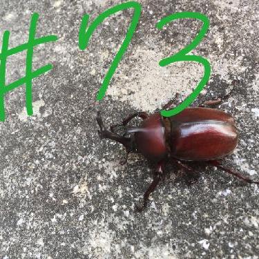 第73回！！りくちゃんと三ツ矢サイダー