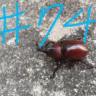 第74！！りくちゃんと３日坊主