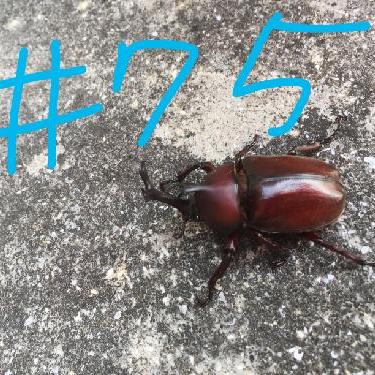 第75回！！卓上カレンダー、卓から落ちる