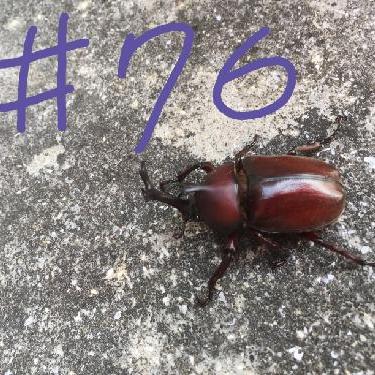 第76回！！りくちゃん、北海道に思いを馳せる