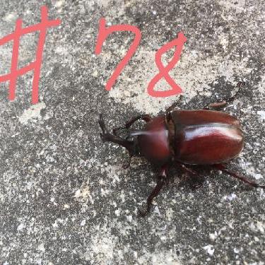 第78回！！りくちゃんが大好きなミュージカルを紹介したい