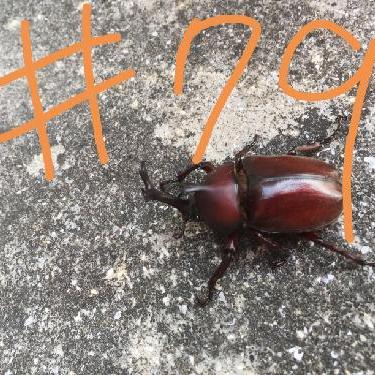 第79回！！大好きミュージカル！「王様と私」