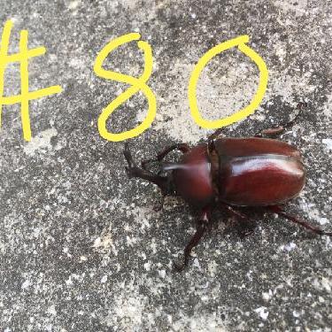 第80回！！おやすみりくちゃん！