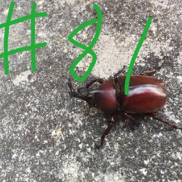 第81回！！恋愛と結婚