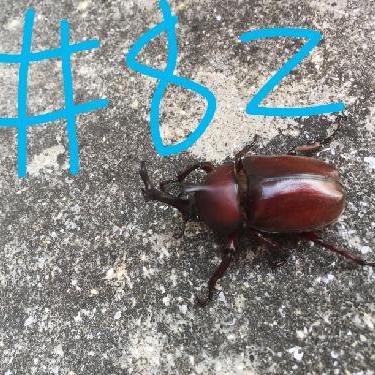 第82回！！節分とりくちゃん