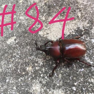 第84回！！大好きミュージカル！オペラ座の怪人Part1