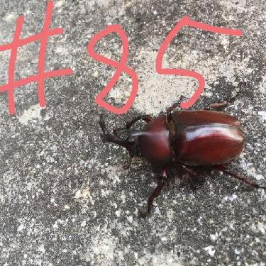 第85回！！大好きミュージカル！オペラ座の怪人Part2