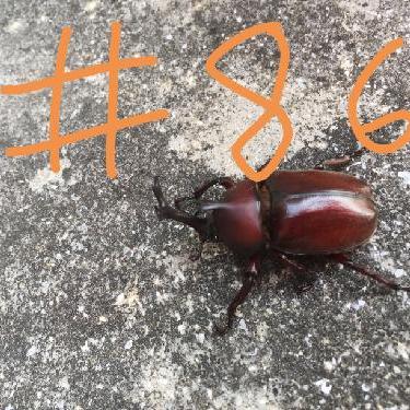 第86回！！りくちゃんのお料理事情