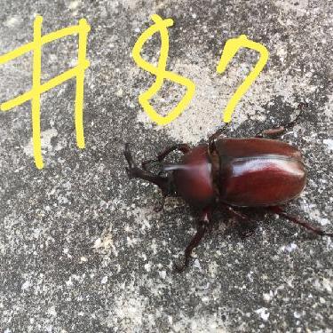 第87回！！お料理大成功！！