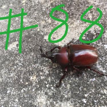 第88回！！アップデートがたのしみだ！！