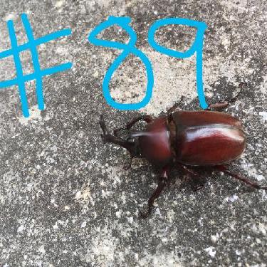 第89回！！宣伝！！ミュージカルをするよ！