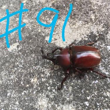 第91回！！チャーハン日記