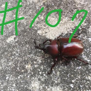 第107回！！ハンバーーグ！！とスーパー雑談