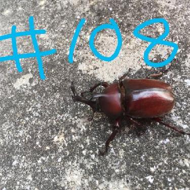 第108回！！Androidの良さに気づく