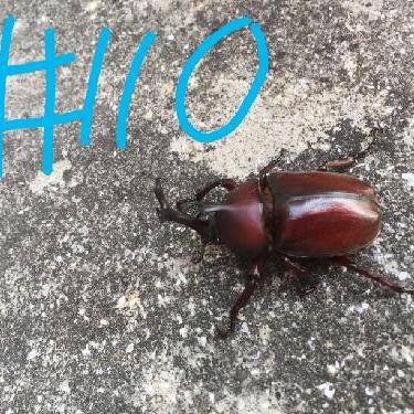 第110回！！お花見りくちゃん