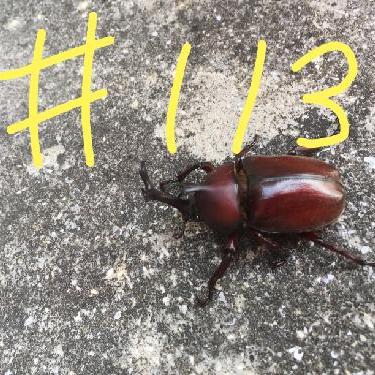 第113回！！りくちゃん大学生になる