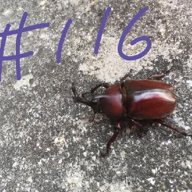 第116回！！チビりくちゃん、将来の夢