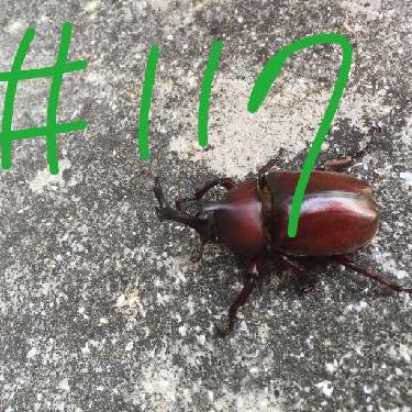 第117回！！レッツ宝塚