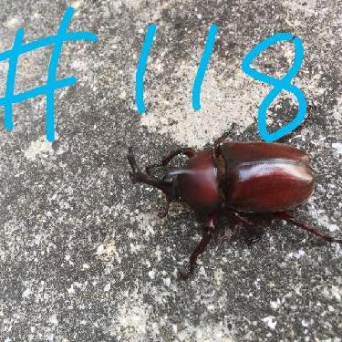 第118回！！カバンの中身大公開！