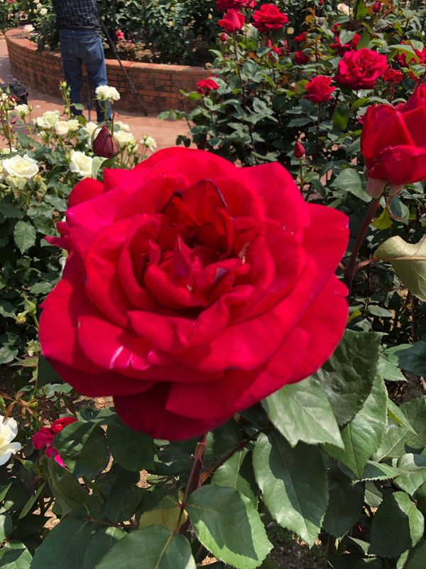 えるぴすミニラジオ