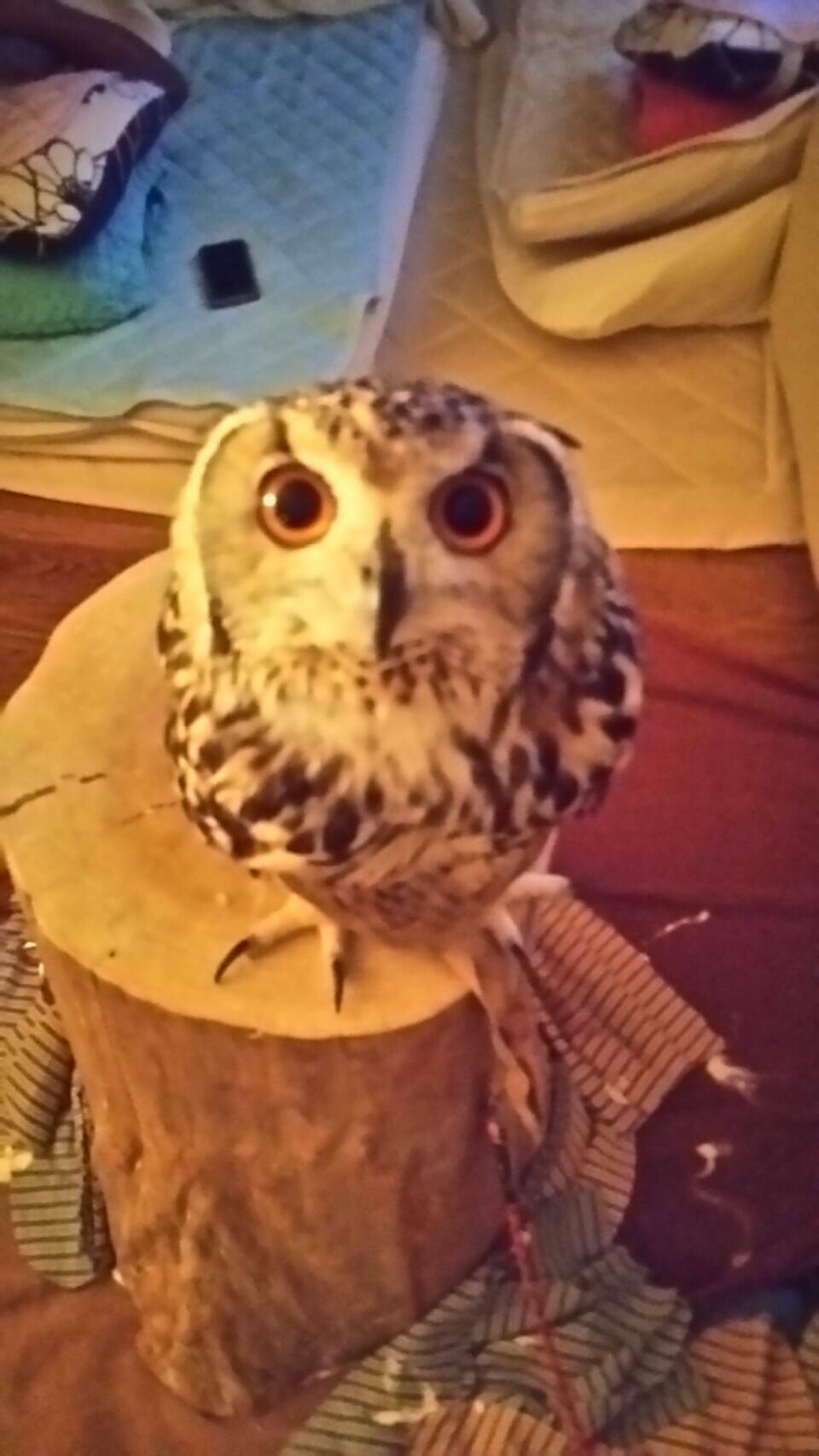 燃え語り ペットのフクロウがかわいい