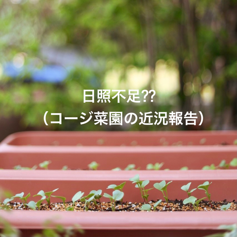 #527 日照不足⁇（コージ菜園の近況報告）