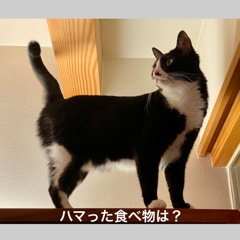 #585 ハマった食べ物