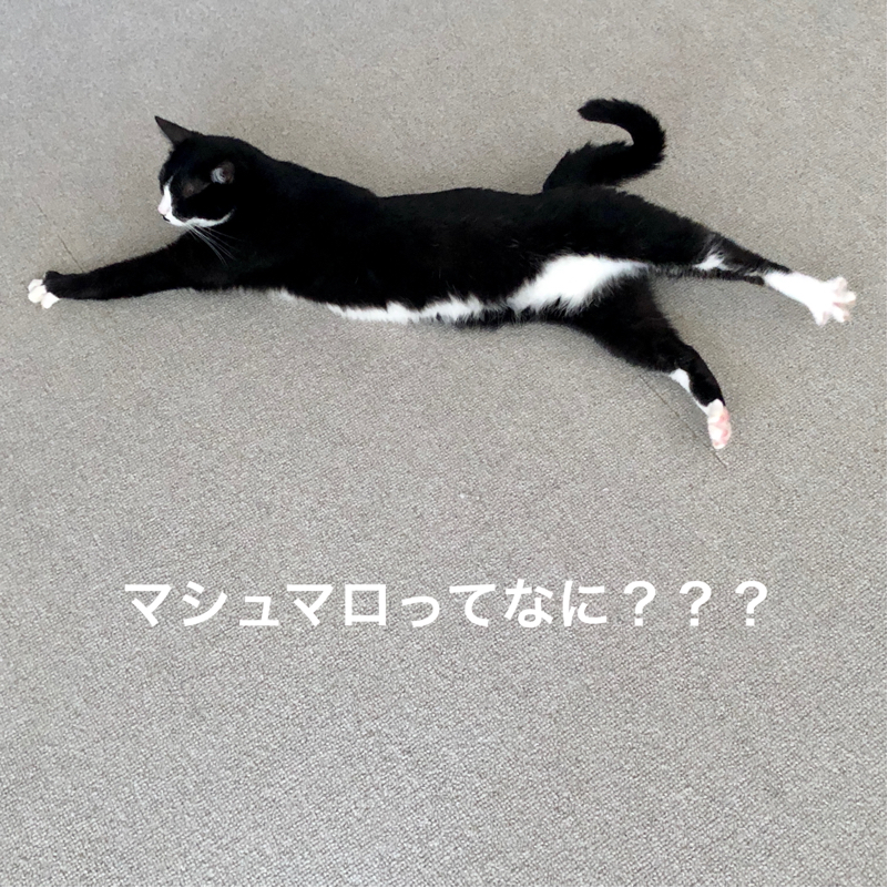 #644 マシュマロってなに？？？