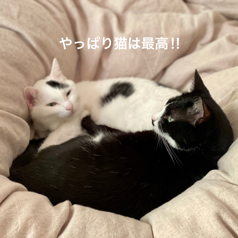 #647 猫とハムスター