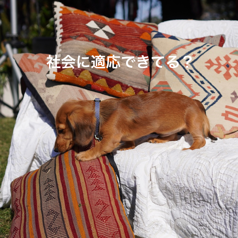 #682 犬も人間も社会化が大事。