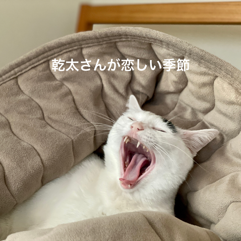 #703 乾太さんが恋しくて恋しくて。