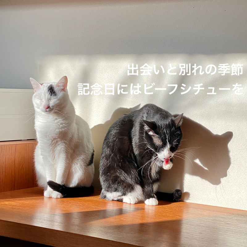 #805 出会いと別れの季節、そんな時はビーフシチューを〜