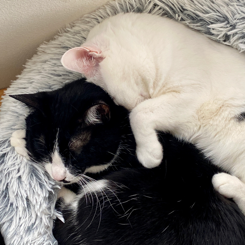 #845 カントリーマアム チョコだけ