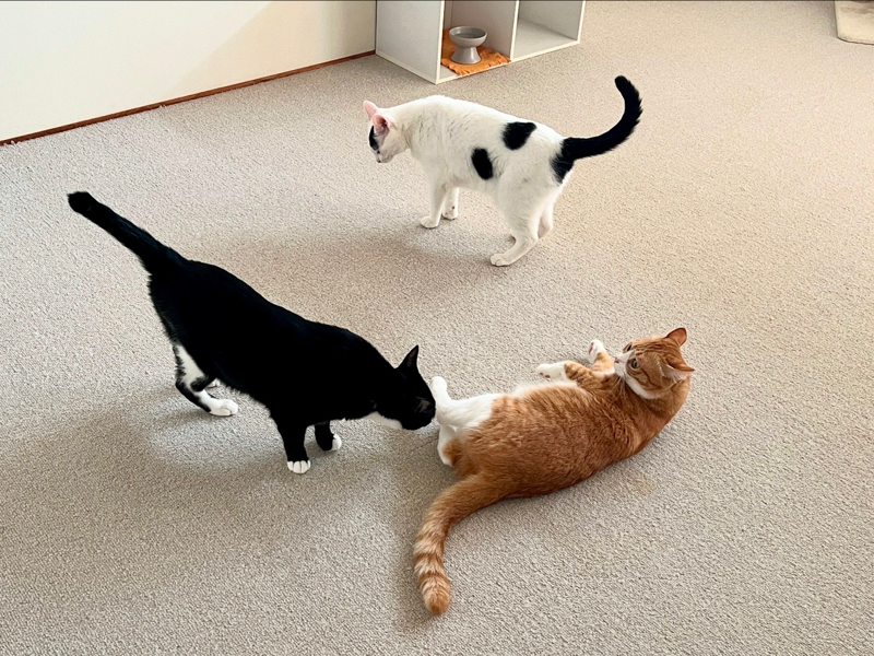 #1369 まちの本屋とは？①