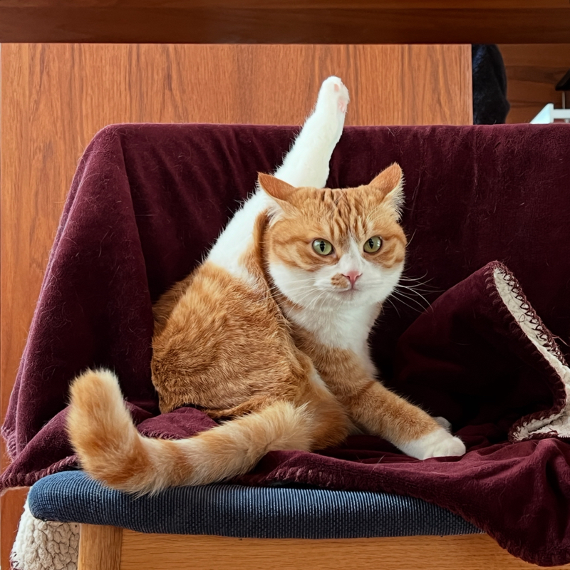 #1384 猫番組の取材でうまく答えられなかった件