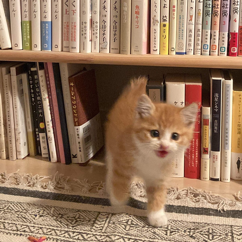 #1399 しゃぶ葉に行ってきた！