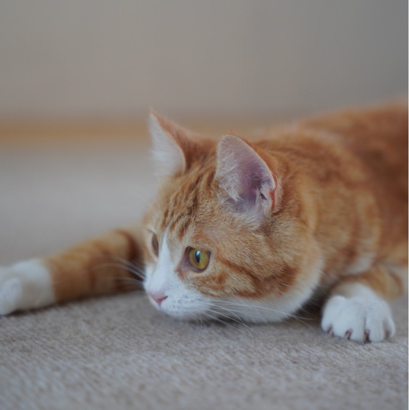 #1401 ジョン・ウィックのトム・クルーズ