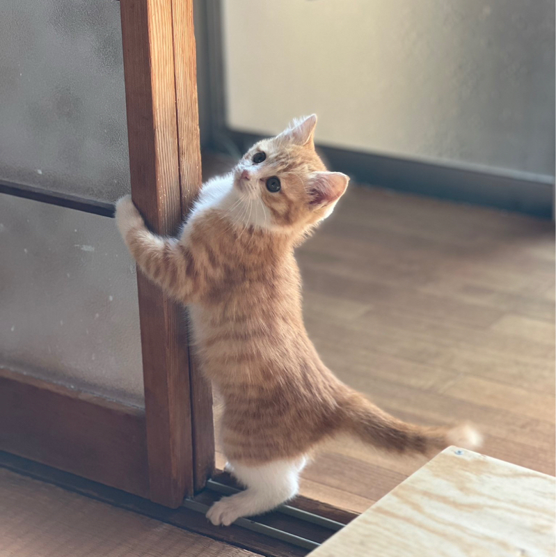 #1402 本の話① 新書は新品の本？新刊のこと？