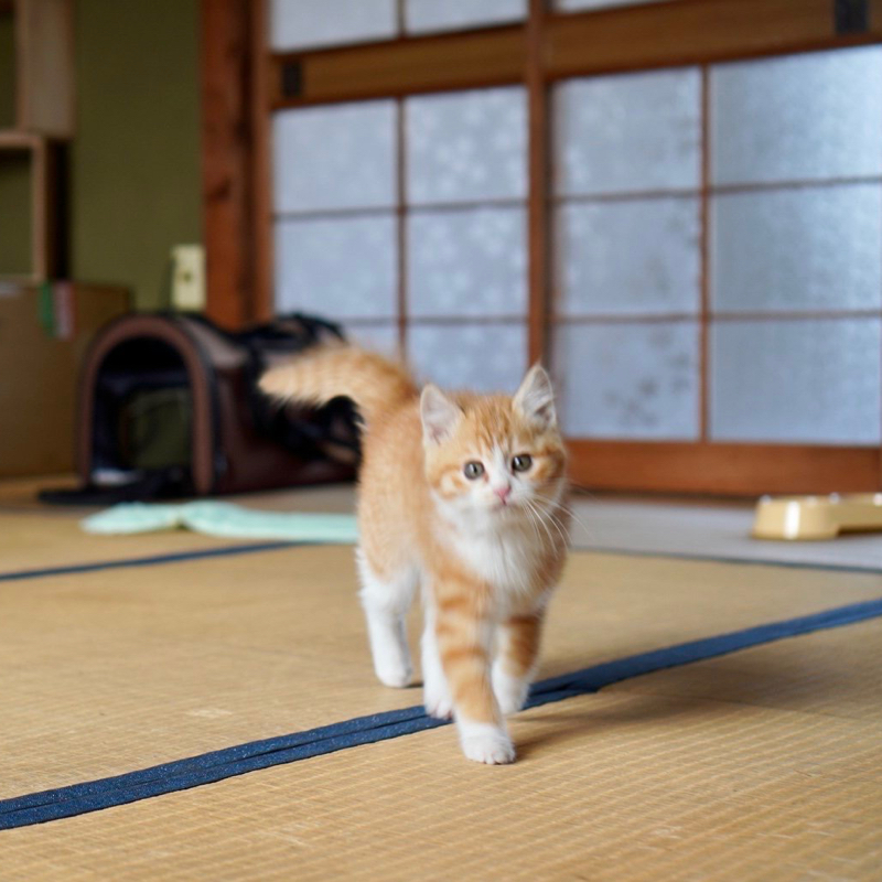 #1408 映画「ひゃくえむ。」