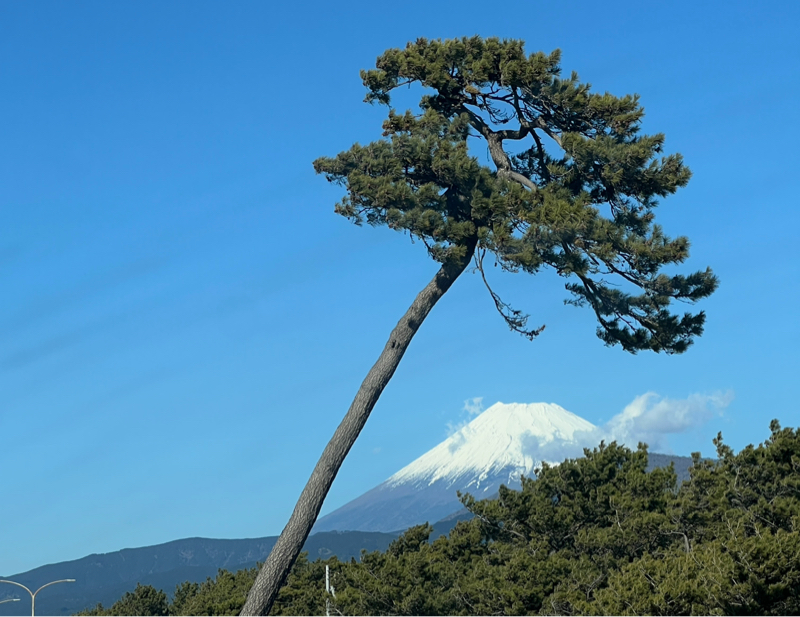 #1422静岡旅行④千本浜公園・リバーブックス・静岡おでん