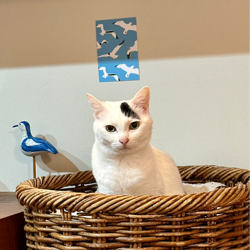 #1424 ライブ配信は目立ちたいからやってるの？