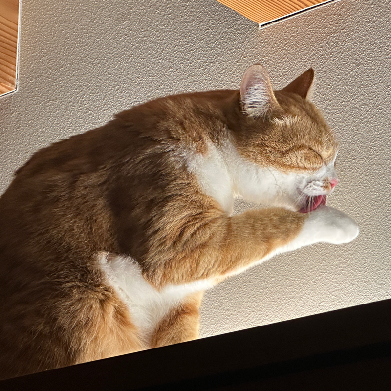 #1426 マリウポリの20日間