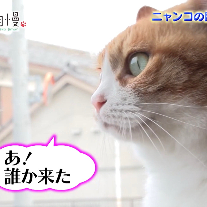 #1429 BS-TBS「ねこ自慢」にちゃちゃが出演