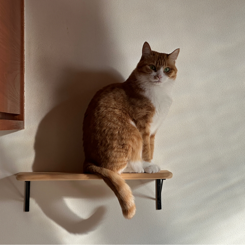 #1434 熱光学迷彩